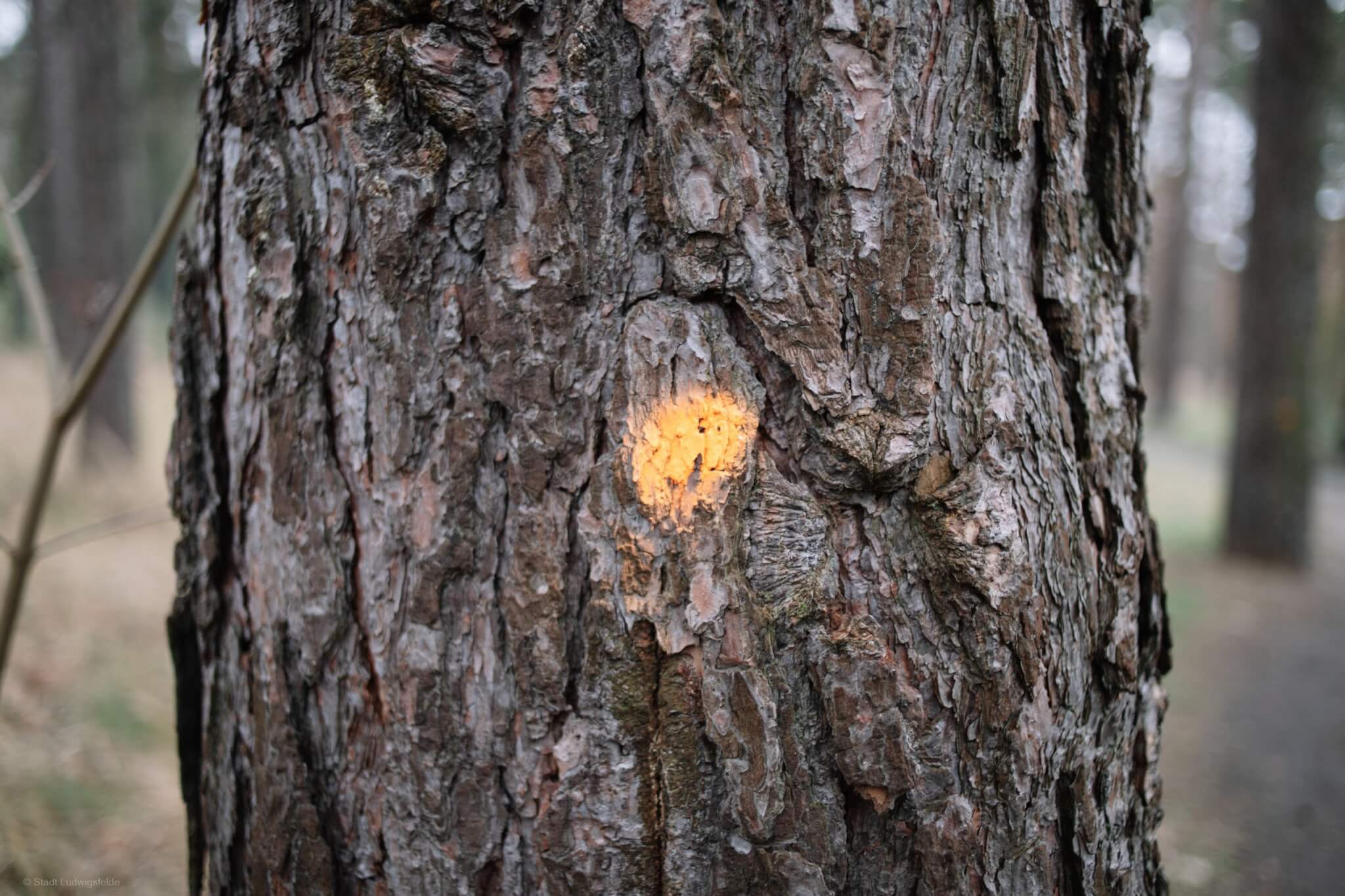 Erste Rodungsarbeiten für Schulneubau Stadt Ludwigsfelde