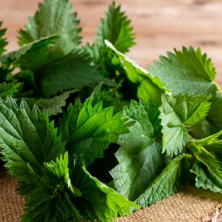 Veranstaltung Wildpflanzen – Unsere heimischen Superfoods Löwenzahn, Brennessel & Co.